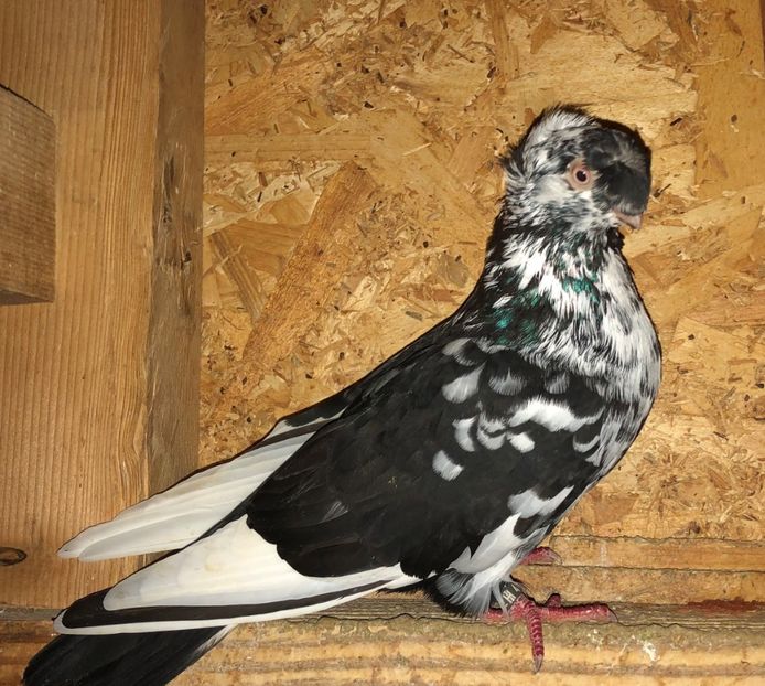 5626  mascul  2014  pufosul - Plecați ALBUM 4