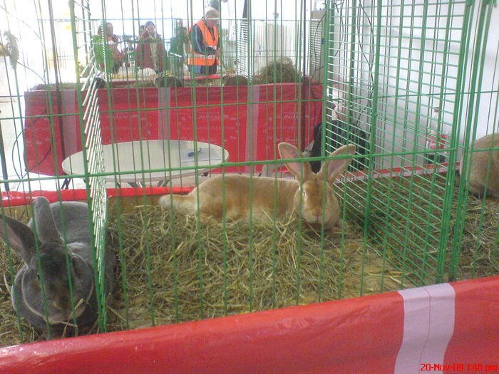 rex 2 rase diferite expo nitra - 2animalele care leas dori sa le am ijen alatokot szeretnek