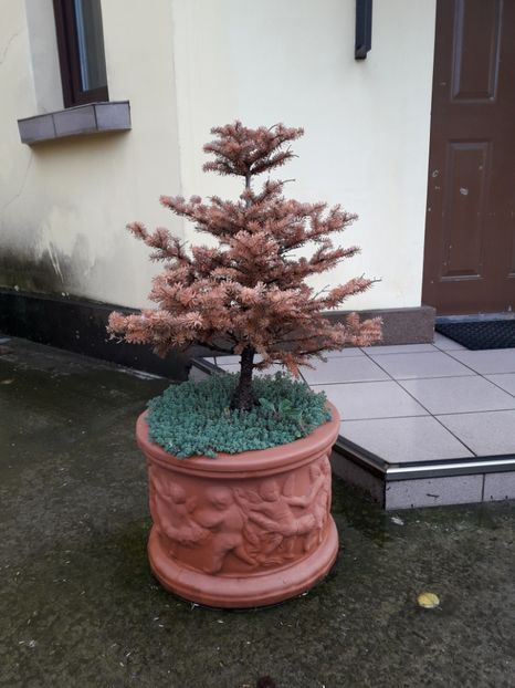 Brad corean, victima secetei - Bonsai si prebonsai 2018-2020