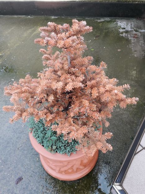 Brad corean, victima secetei - Bonsai si prebonsai 2018-2020