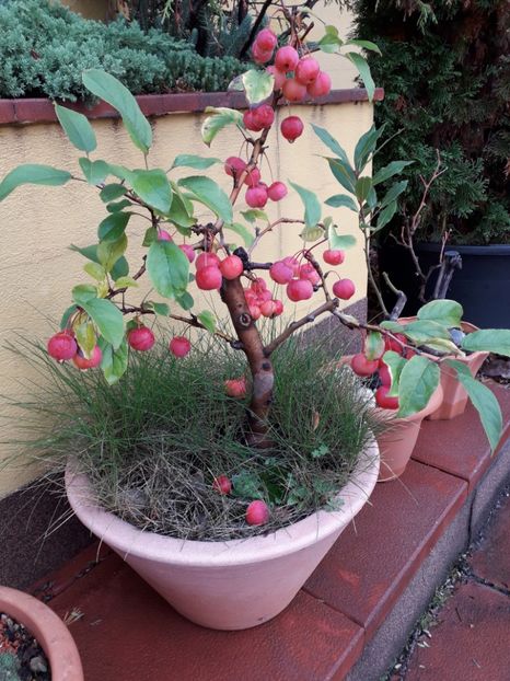 Mar decorativ - Bonsai si prebonsai 2018-2020