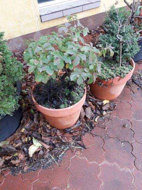 Parrotia persica - Bonsai si prebonsai 2018-2020