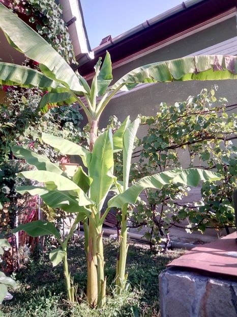  - Banan