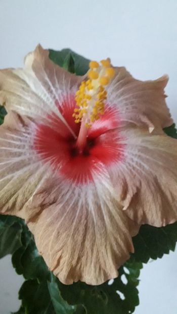  - zz-hibiscusi din seminte