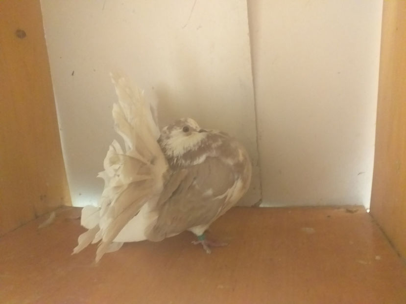 M 2019 - Porumbei  vinduti