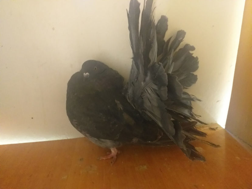 M 2019 - Porumbei  vinduti