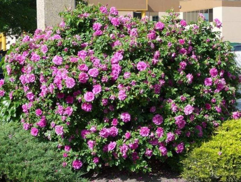 Hansa - Achiziții Maria Balan