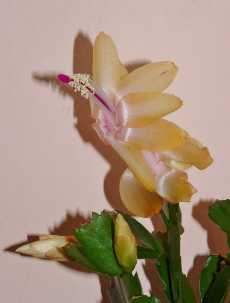  - Craciunel - Schlumbergera