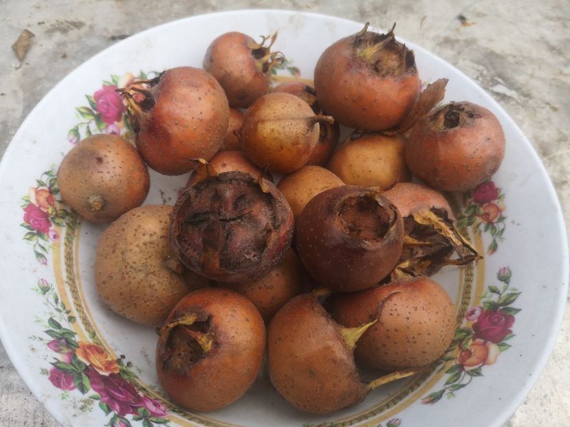 Mosmoane - Arbori fructiferi 2019
