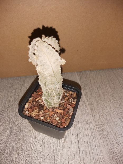  - Astrophytum hibrid hubuki