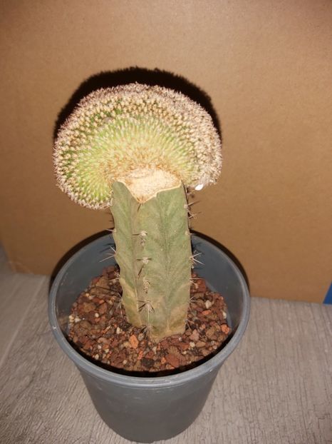  - Echinocereus melanocentra cristata