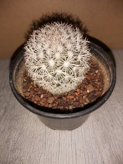  - Mammillaria buxbaumeriana