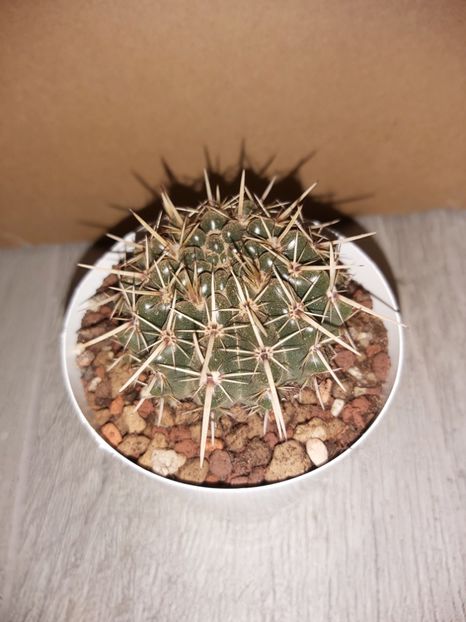  - Notocactus submammulosus