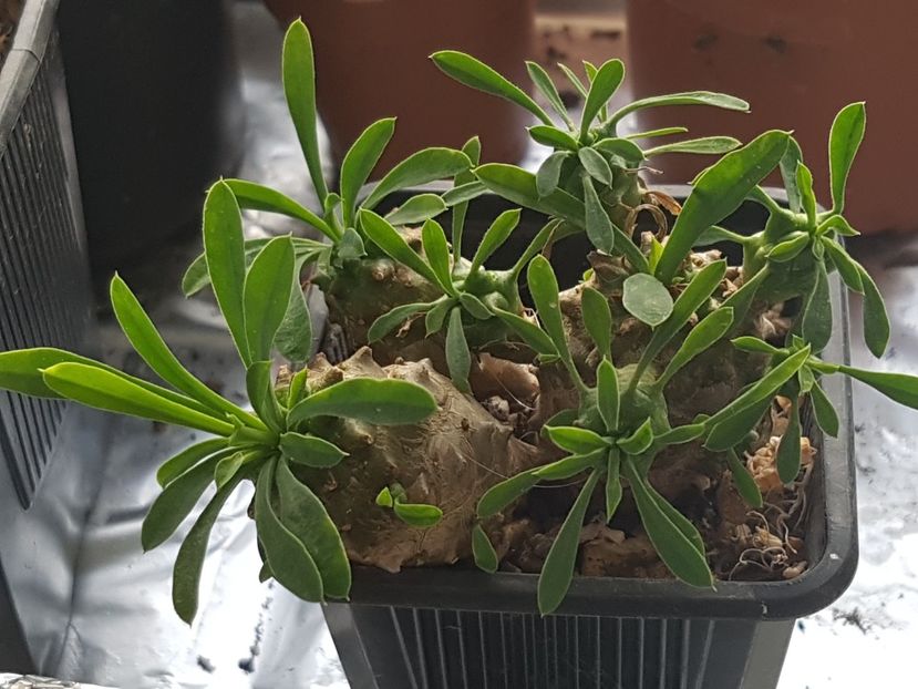 Euphorbia japonica - Euphorbia ---