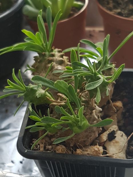 Euphorbia japonica - Euphorbia ---