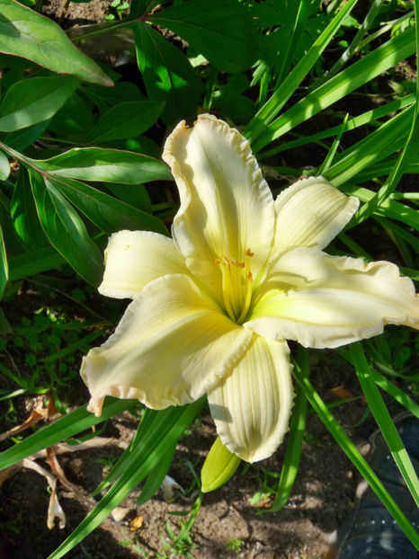  - Hemerocallis