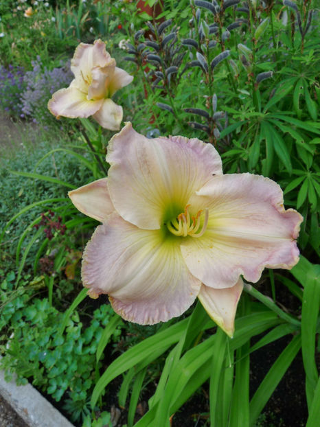  - Hemerocallis