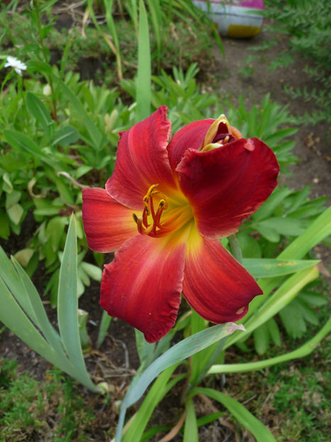  - Hemerocallis