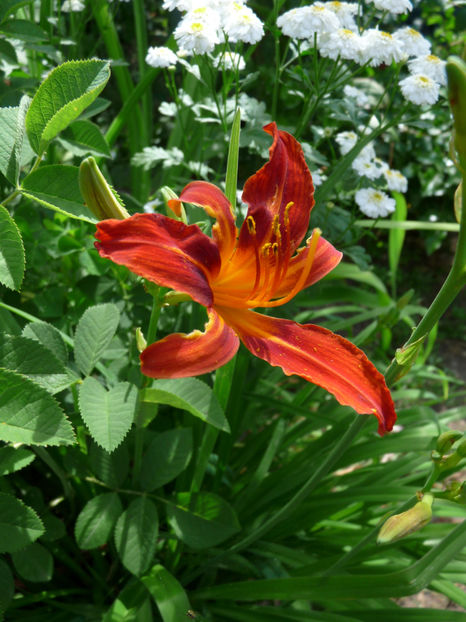  - Hemerocallis