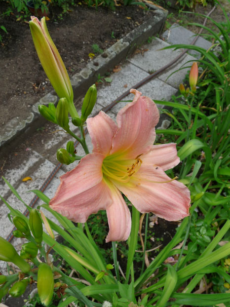  - Hemerocallis