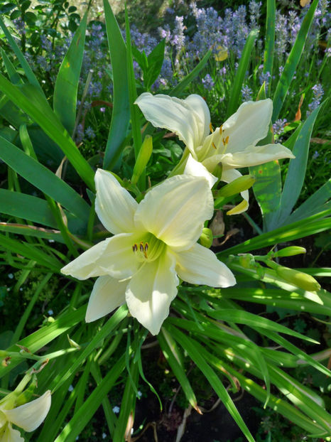  - Hemerocallis