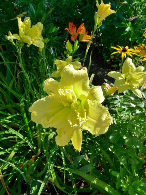  - Hemerocallis