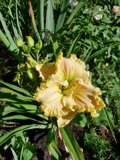  - Hemerocallis