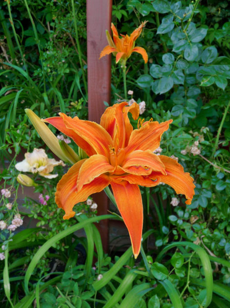  - Hemerocallis