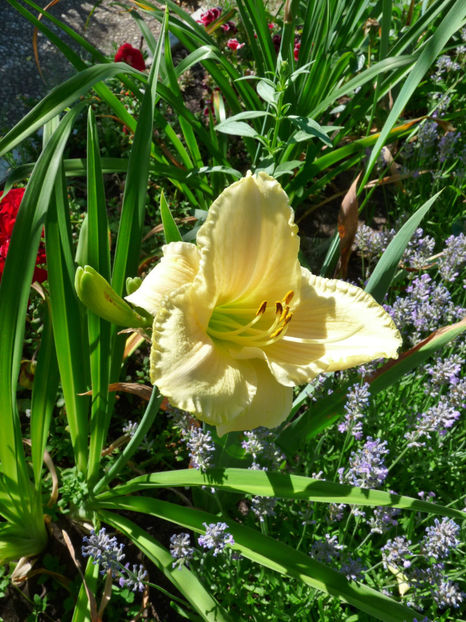  - Hemerocallis