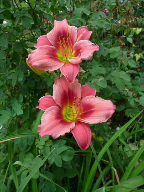  - Hemerocallis