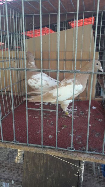 IMG-20191125-WA0012 - Porumbei vanduti