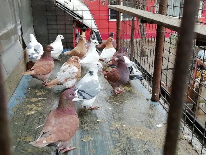 Porumbei Americani - A-Porumbei Americani