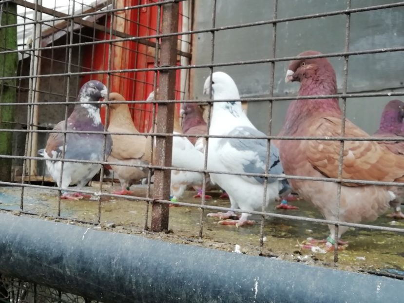 Porumbei Americani - A-Porumbei Americani