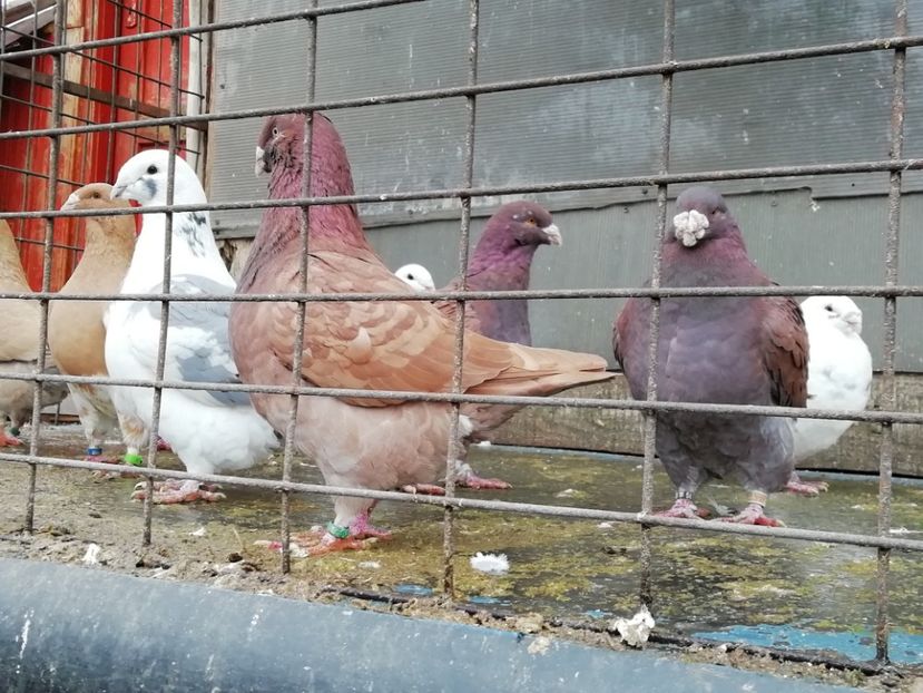 Porumbei Americani - A-Porumbei Americani