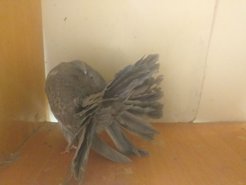 F  2019 - Porumbei  vinduti