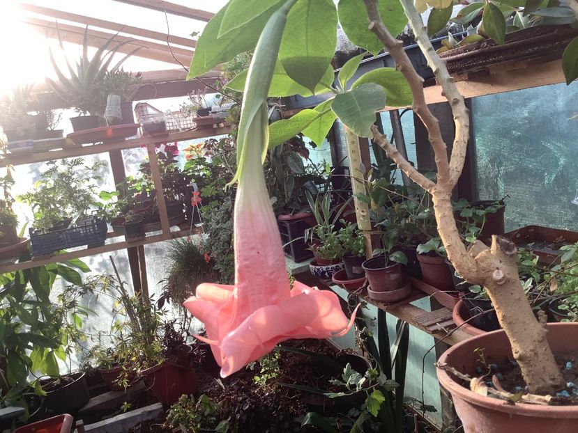 Pink Perfection - Brugmansia