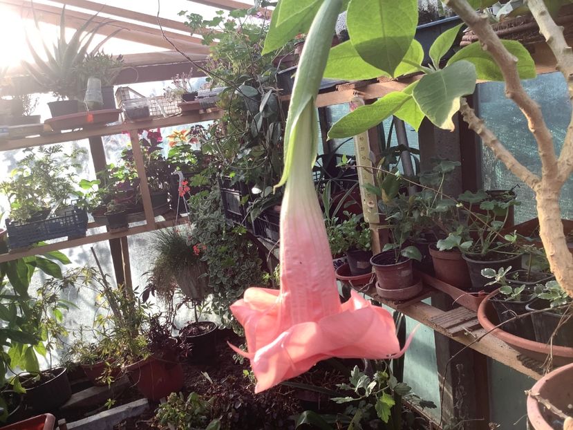 Pink perfection - Brugmansia