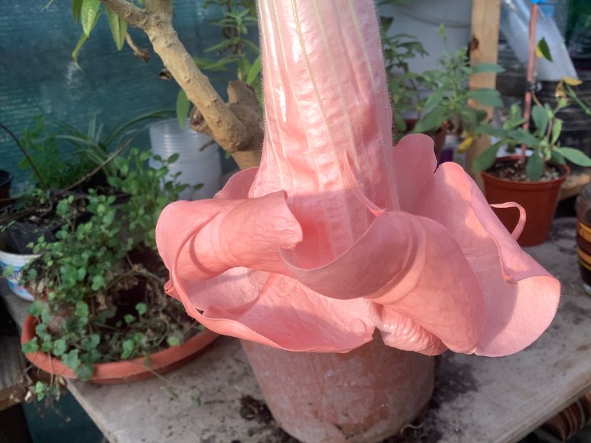 Pink Perfection - Brugmansia