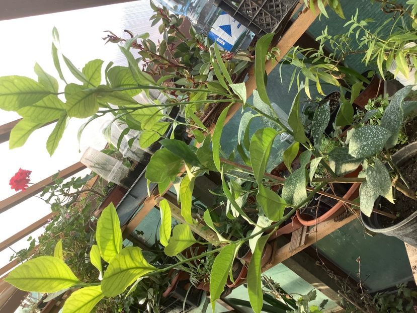 8CF71277-0E74-4A7A-92A9-083DCEADB688 - Lămâi