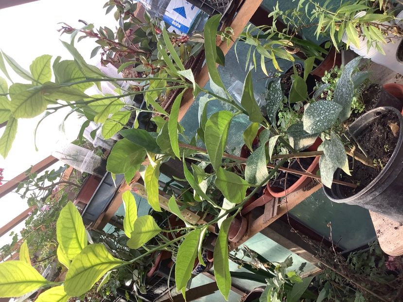 EE2EC425-75C6-4744-AFA5-4EAA73EAEDC1 - Lămâi