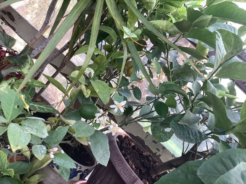 80CB9352-FAD0-4C3D-AD5B-05B1EB64CB3F - Lămâi