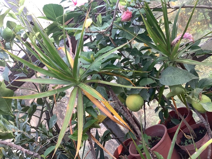 B9579B80-10EA-4BB2-9EA4-B8B79CDD5F6B - Lămâi