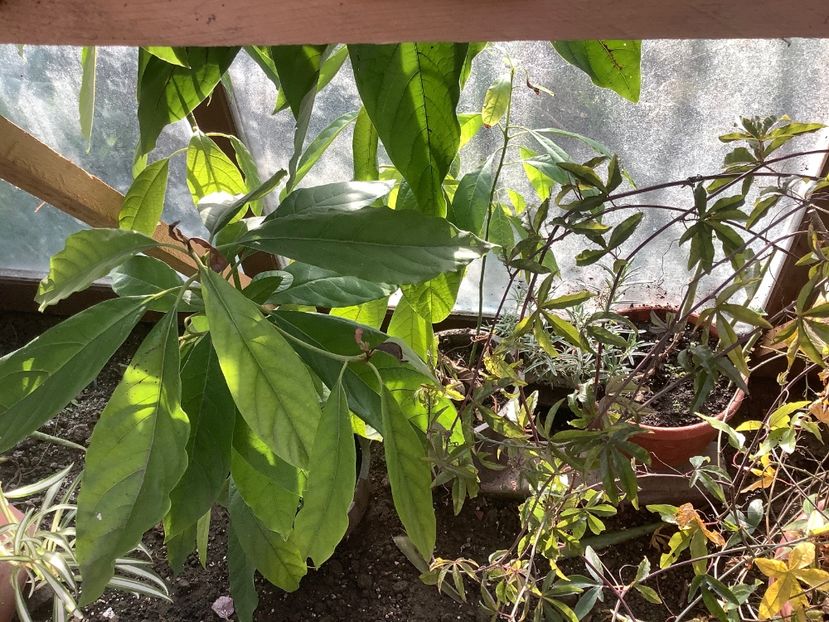 Avocado - Japonezul galben si Pasiflora