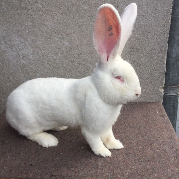 80BECCAA-461E-4C45-B293-EE34604BC5B8 - RO 8-12817