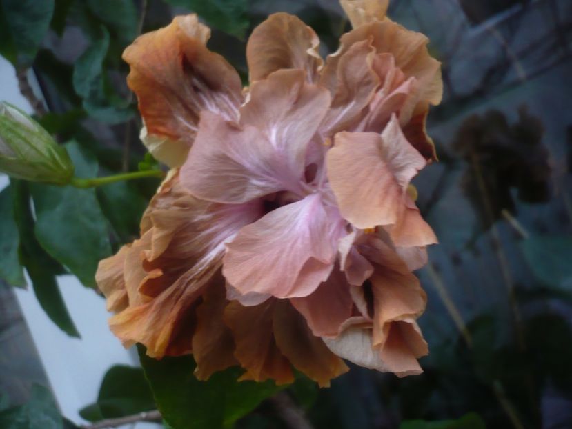 P1430289 - HIBISCUSI 2019-3
