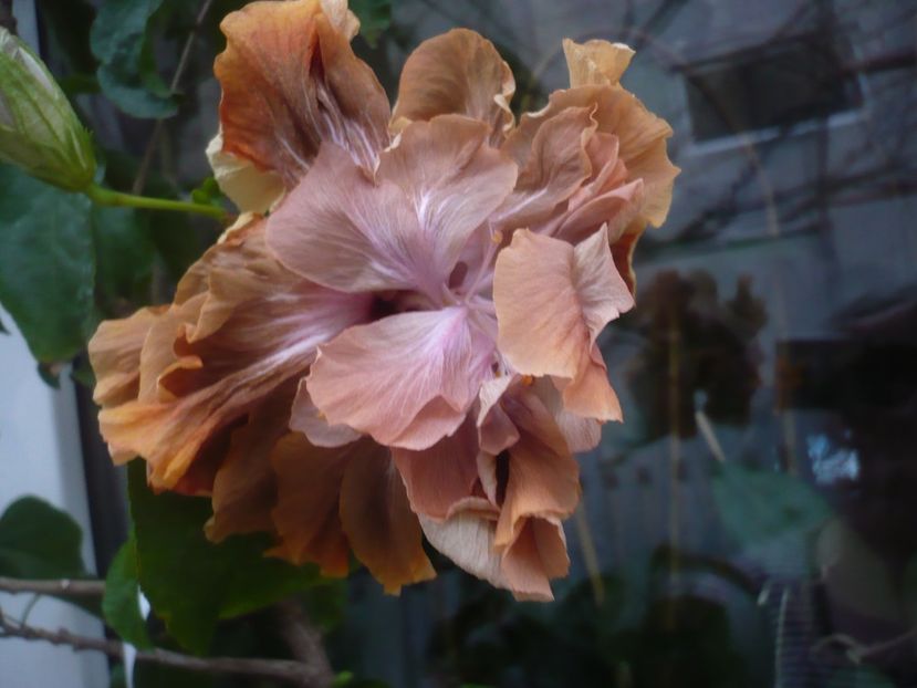 P1430291 - HIBISCUSI 2019-3