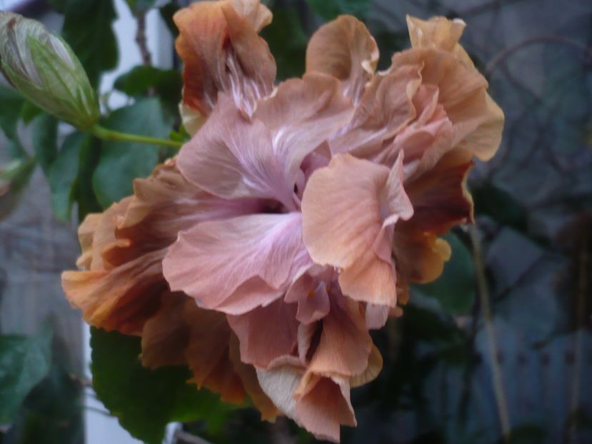 P1430293 - HIBISCUSI 2019-3