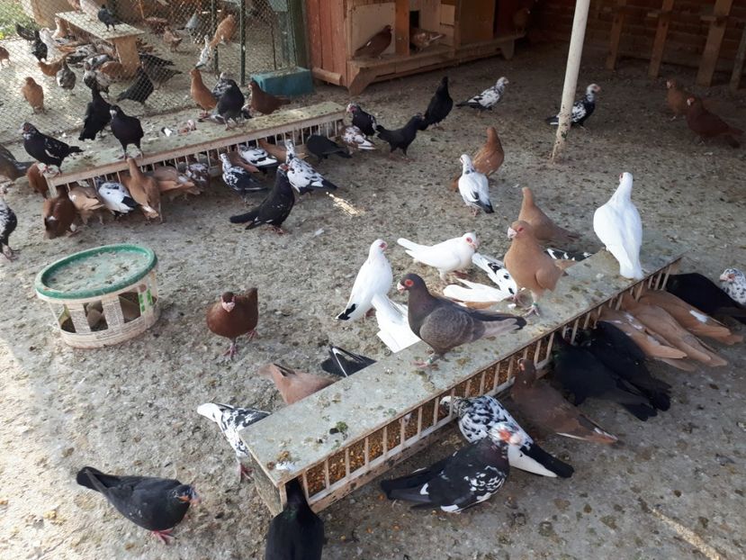  - I _ carunculați 2019