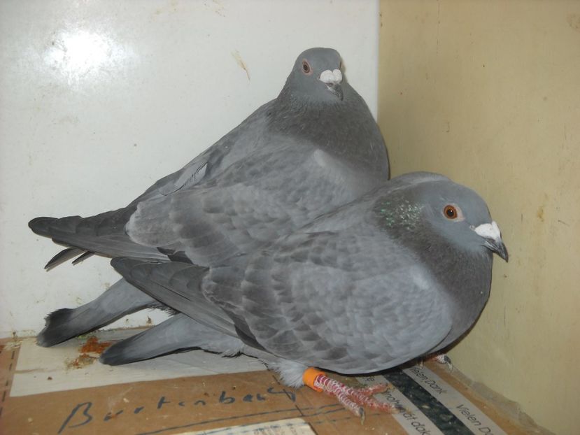  - UNDEVA IN SUCEAVA arhiva