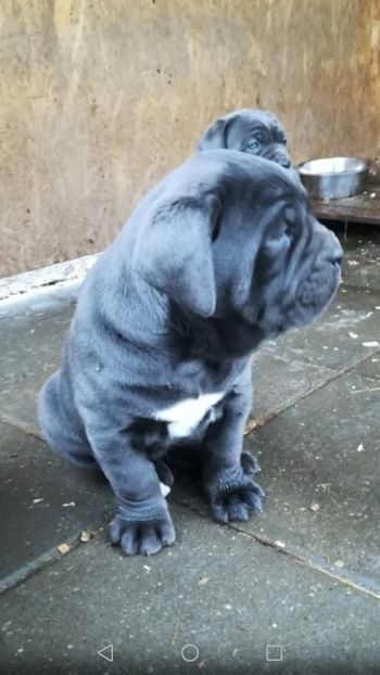 5 saptamani - Cuib B